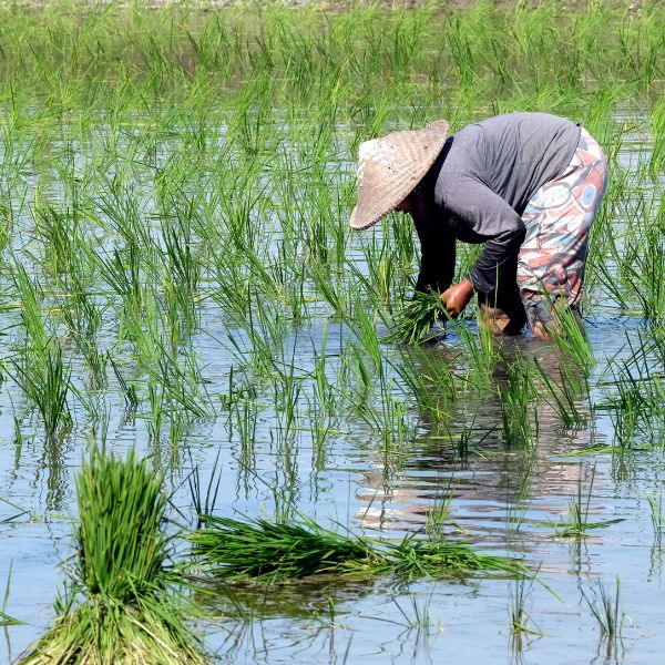 Karaya Villas Umalas